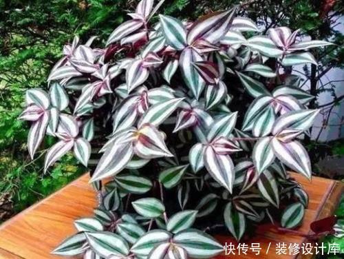  「精髓」夏季养护吊竹梅，“精髓”都在这4点上，长势爆盆，娇艳鲜亮！