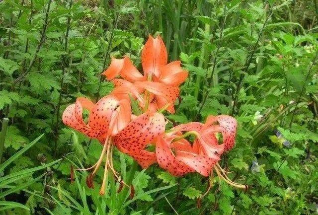  养花：阳台养花就养这6种花，既能当花养，又能当菜吃
