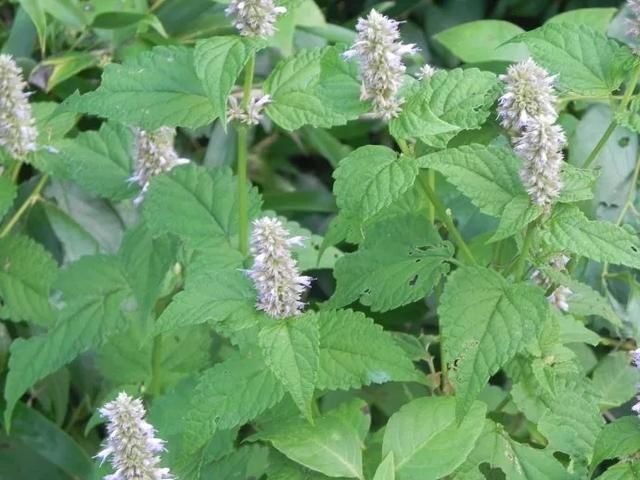  #提神醒脑#驱蚊 | 18种除虫香草，杀菌驱蚊虫，叶子还能炒菜吃