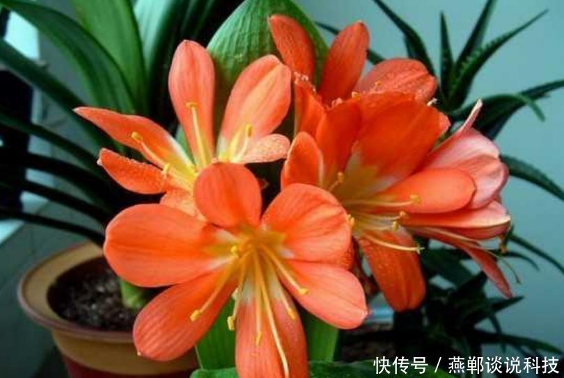  [养花]“4种花”是养花首选，?漂亮又好养，花朵硕大，花期长！