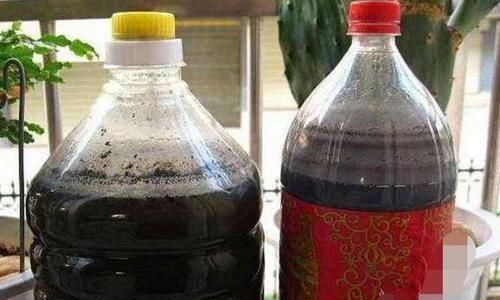  [酸水]杜鹃、栀子、茶花，南花北养爱黄叶，三种“酸水”能改善