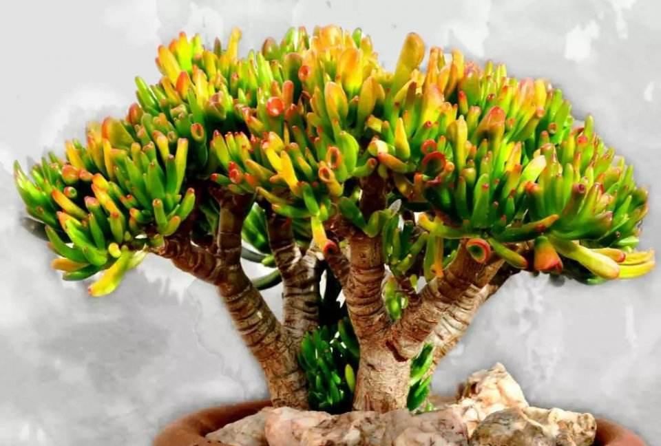  [金钱木]好看好养又不贵的5种多肉植物，能“旺财”