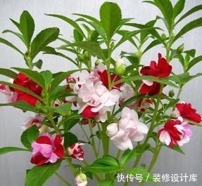 『艳丽』喜欢在家中养护花卉,就要选择花色艳丽多样,花期长的花卉养护