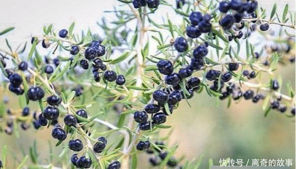 曾经千元一斤不愁卖，现在20元都很难找到销路，“黑金”神话破灭