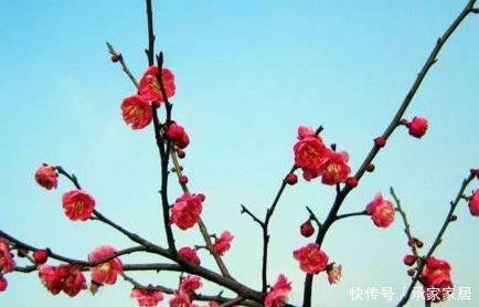  冬季：这三种绿植十分喜爱冬季，天气越冷长势越好，轻松养到来年