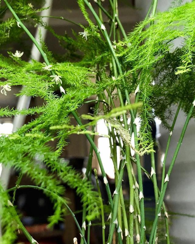 顶端|要想文竹长得好,修剪必不可少,这样剪两刀,姿态优美又茂盛