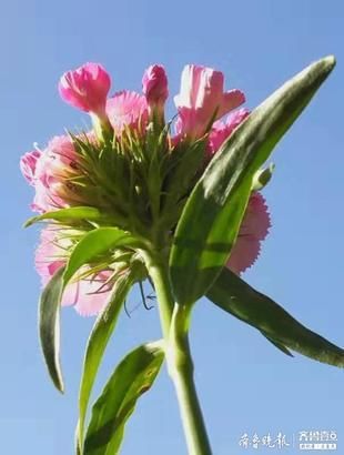 『开花』似竹非竹的石竹开花了