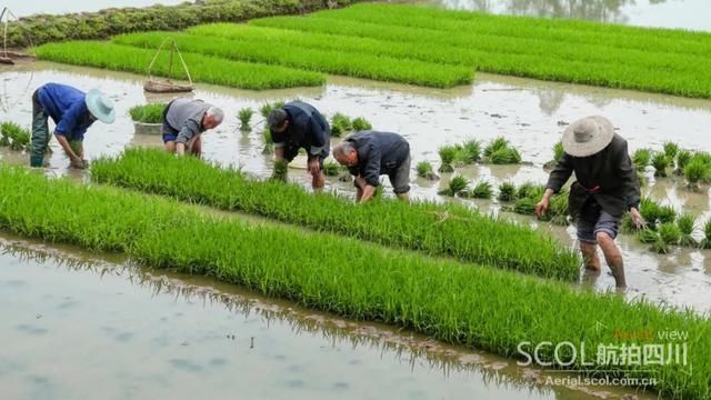  田园：谷雨时节插秧忙 华蓥山区谱写田园春曲