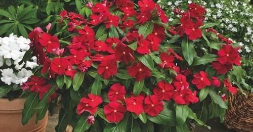  『家里』家里养什么花好？选择这些花卉，好养活、易开花，打造阳台小花园