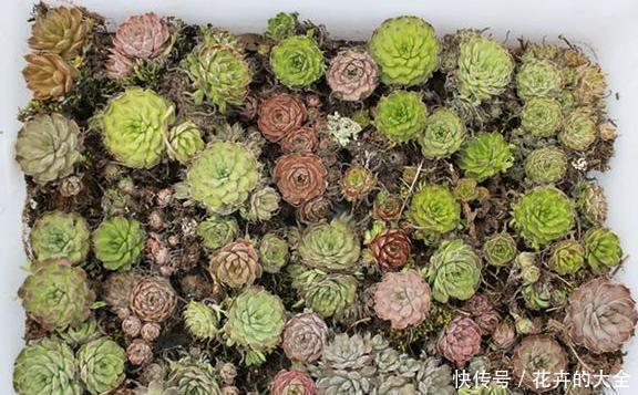 「小瀑布」阳台空荡不知道养啥?学会垂盆5种多肉,个个长成''小瀑布''
