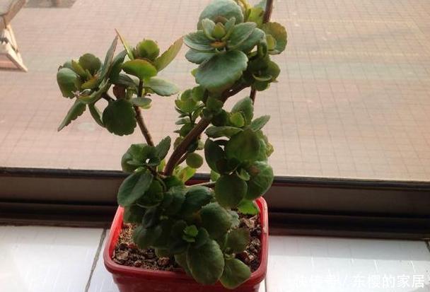 「只需要剪下」亲戚朋友家见到3种植物,剪些叶子带回家,插到土里就能活
