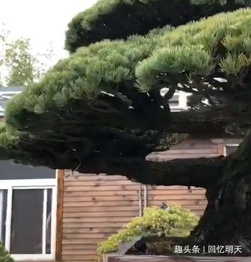  『回家』男子花高价买下观赏盆景，孩子们回家看到后，顿时不淡定了