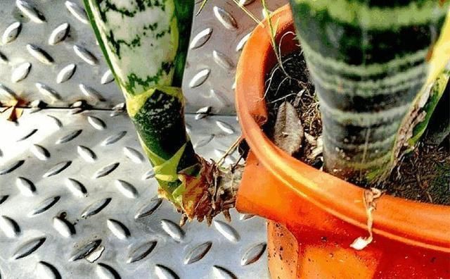  窜出■虎皮兰不冒“新芽”，注意几点，养2月“钢芽”窜出盆