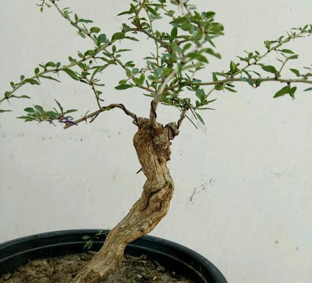 古朴■怎样才能制作出‘苍劲古朴’的枸杞盆景