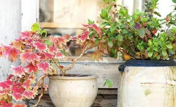 【养分】在家种植花草如何补充养分?用上1种天然肥,啥花都能长爆盆