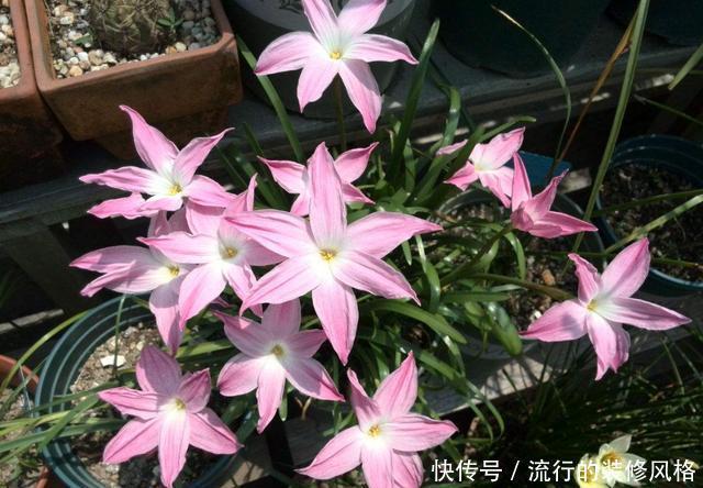 『漂亮』喜欢养花,就养盆开花漂亮颜色鲜艳的,开花量大花期很长,美极了