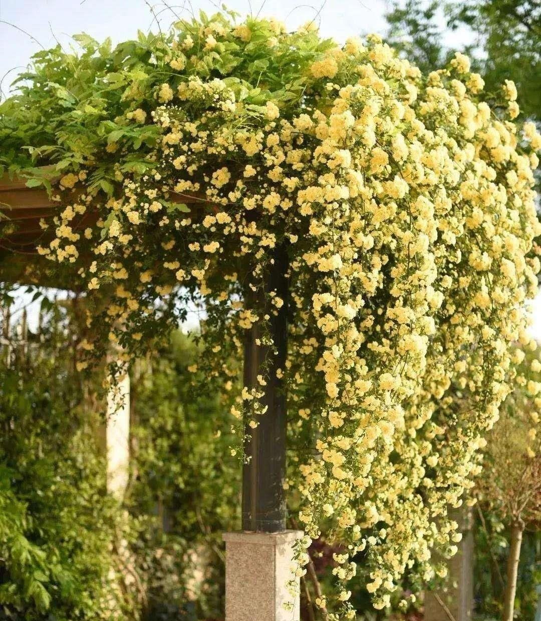  「便宜」这种花比绿萝长得还快，却比牡丹还要高贵，价格却比吊兰还便宜