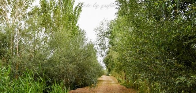青海茫崖:柴达木盆地的奇迹之城,戈壁滩上的生命绿洲