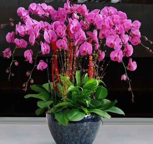  『漂亮』在室内养护花卉，就选花大色艳，开花翩翩起舞似蝴蝶的花卉，漂亮