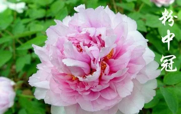 『牡丹』芍药和牡丹的区别图,看懂图就能轻松区分出来!