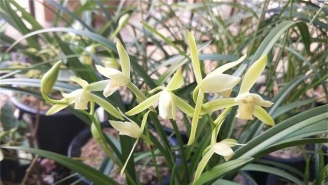  #夏养#夏养兰花，抓好3个养护点，新芽猛冒开花不停！