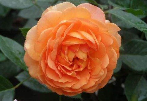  『多态』此款木本植物，一年多次开花，花期超半年，花多易爆盆，优雅多态