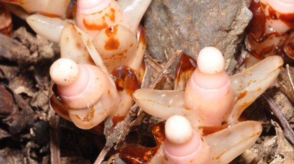  [濒临灭绝]在大山的一种植物，形似多肉，濒临灭绝，没有办法人