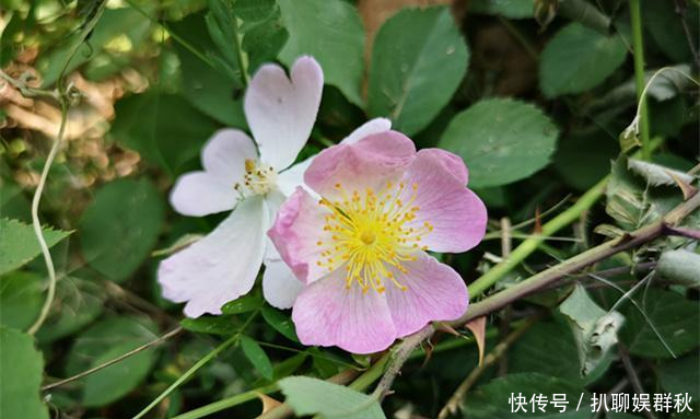  「阵阵」陌上花开蔷薇香，香风阵阵