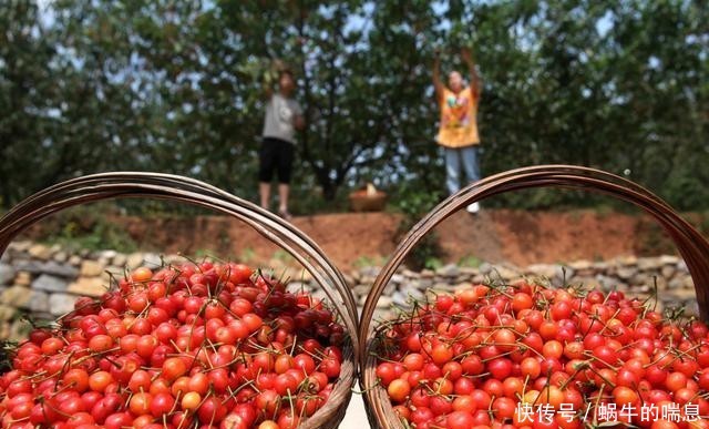  [桃种植基地]贵州黔西：深山樱桃甜