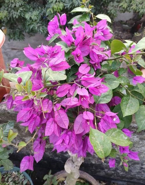  「三角梅开花」大叔养三角梅，花比叶子多，经常浇“这种液体”，年年开满阳台