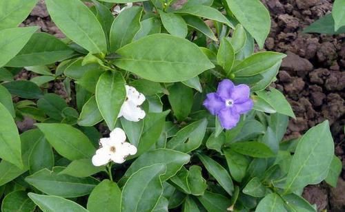  『枝干』掌握这3种方法，茉莉花扦插出好几盆，年年开花满屋飘香！