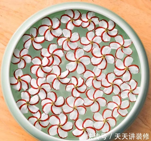  [图片作者]15种超级好养的花，不死鸟居然不是第一，“养花杀手”们试一试吧