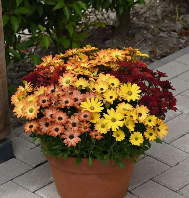 南非■阳台养盆健康花,就选南非万寿菊,一盆花的颜值,撑起一个花园