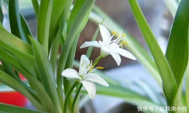  枯萎|避免室内花卉再枯萎和死亡，只要做到这五点！