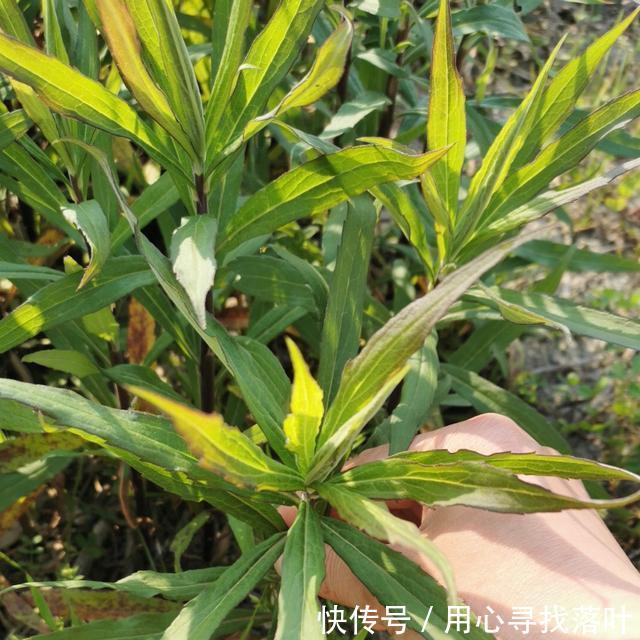 【春风】花开花落弹指间，唯有春风年复年！