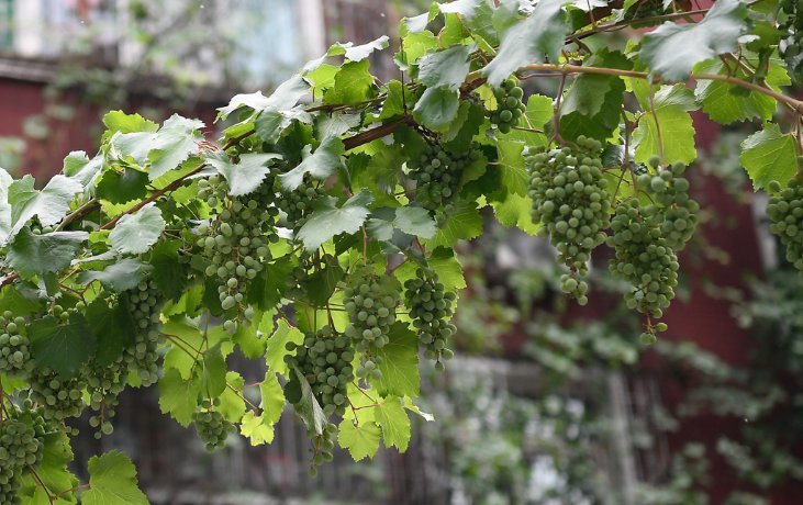 老奶奶二十五年前栽下葡萄，如今爬满五层楼，物业却说要剪掉