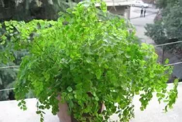  『窗台养护』不同的植物放不同窗台养殖，“分分钟”爆盆，看看你家植物适合放哪里？