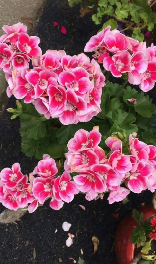  『春天』春天养花就选玛格丽塔，花期长、花量大，爆满小阳台！