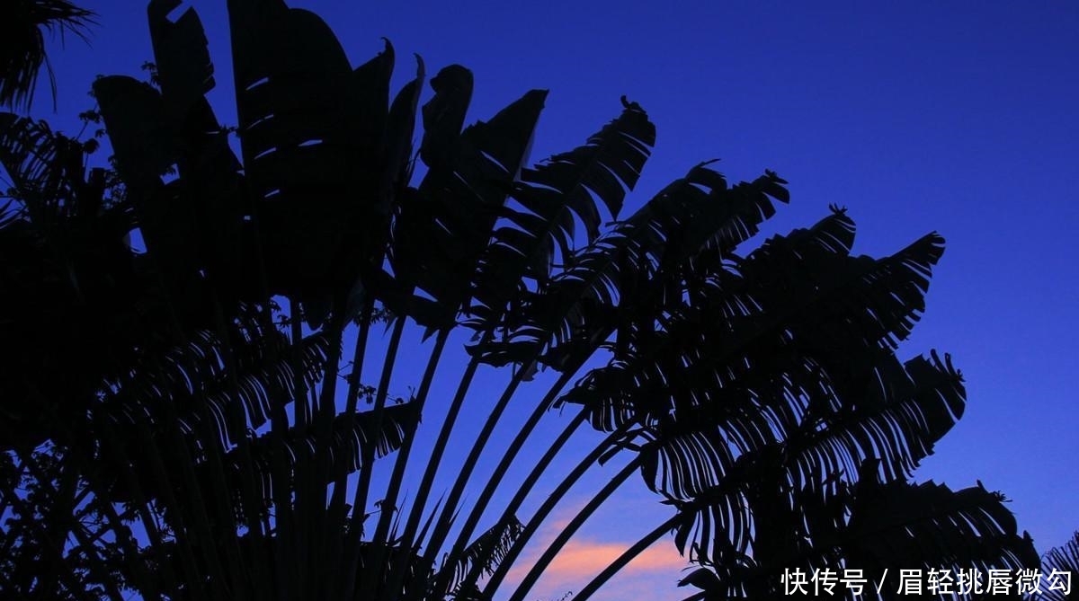 茫茫非洲大沙漠中的“人类救星”,不长果实,却养活着1500万人