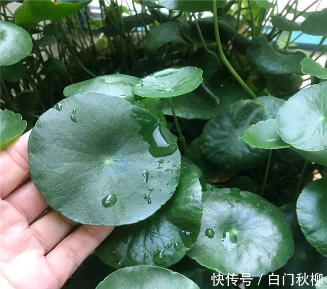 『新叶』养铜钱草富贵竹,注意3细节,新叶蹭蹭蹿,叶片绿流油,长超旺!
