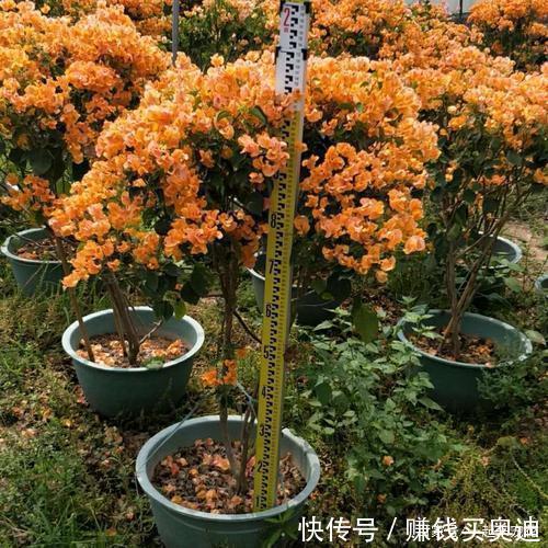 品种@养三角梅选它,花多的不见叶,一年四季花开不停!