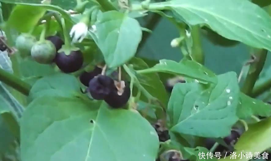 农村这种野草很特殊，村民叫它“天茄子”，能够化解毒蛇咬伤