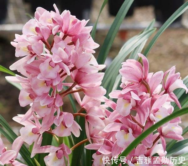  『兰花』此兰花我国独有，见土就能活，好养易爆盆，种1棵就香得不得了！