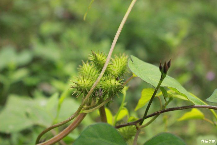 博越自驾游，网红打卡地 上河古村，一场美丽的邂逅