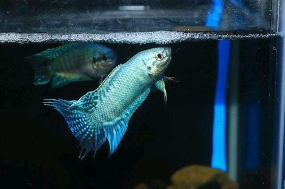  「虾虎鱼」你对原生鱼了解吗？几张图让你体会原生鱼之美