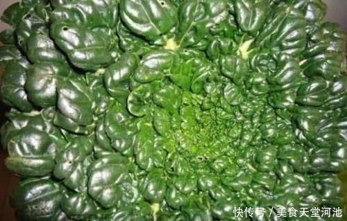  乌塌菜|人称“维他命菜”，11月正当季，亩产3千斤，如今农民却