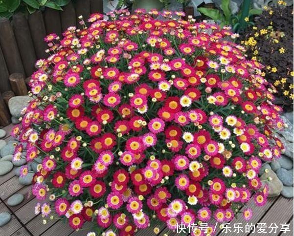 试试|想要养护花期长花量大、色彩丰富的草花,试试玛格丽特,皮实好养