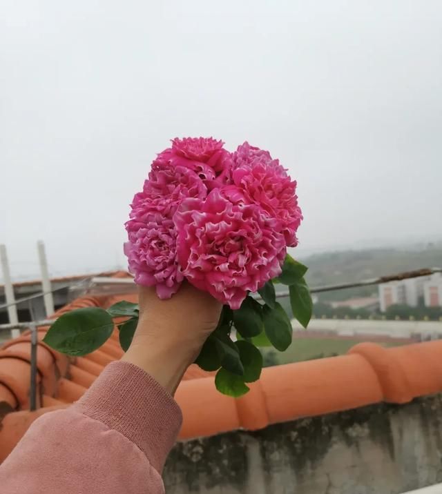  『丰花性好』狼家自育的表现到底如何，戳进来看看花友们的大实话