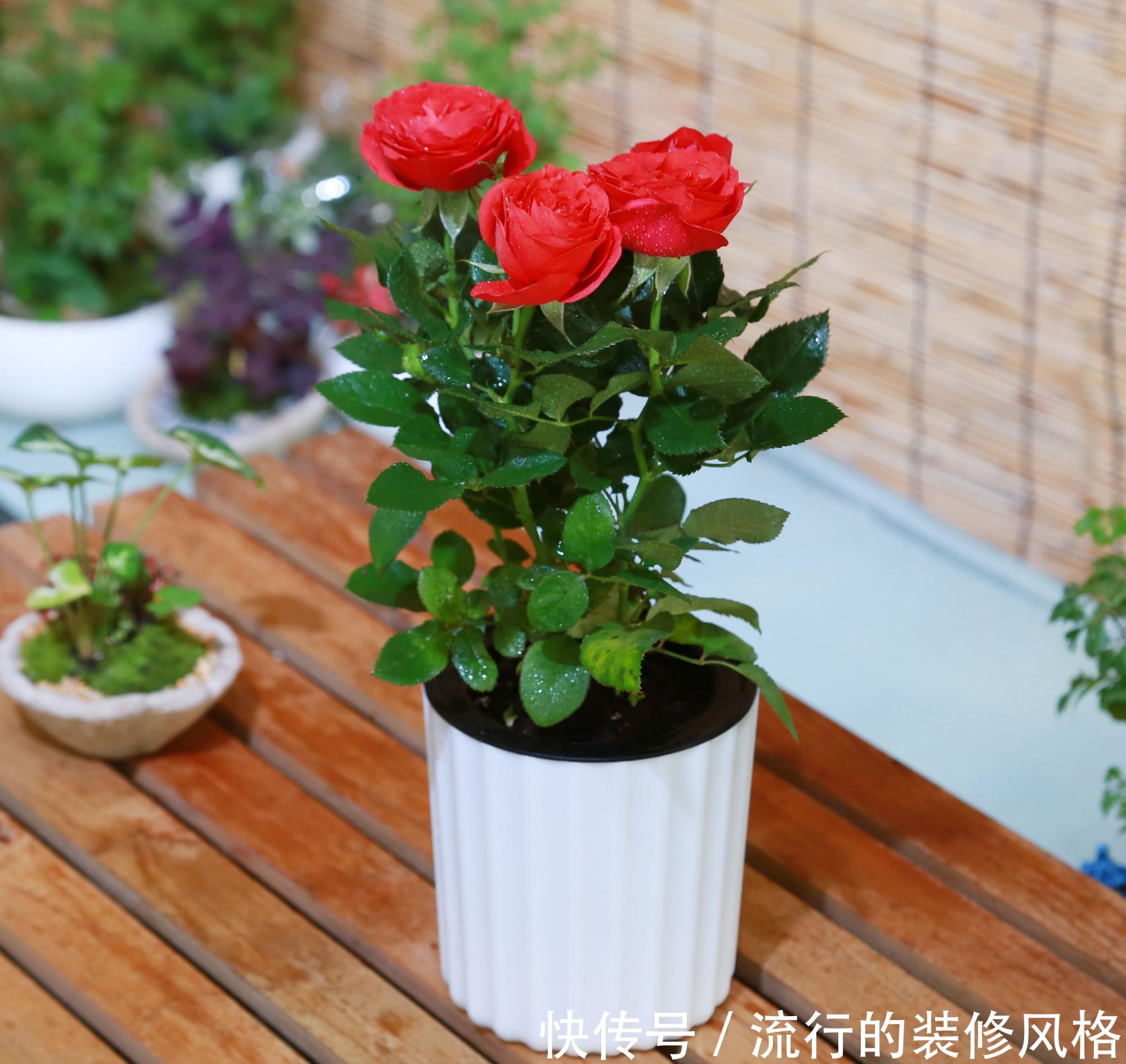  【阳台】阳台上栽种月季花需要注意什么？