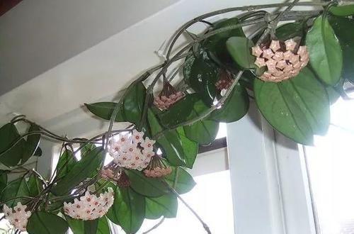 『精致』极其耐阴的几种观赏植物，养成桌面上的精致盆栽